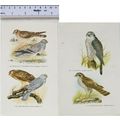 Coloured illustration: Goshawk, Sparrowhawk, Mo...