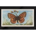 1963 Brooke Bond Tea BRITISH BUTTERFLIES card 1...