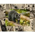 Black Bear Laser Engraved Wood Picture Frame La...