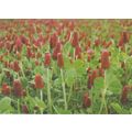 Crimson Clover Postcard unused VGC