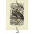 Shoe Billed Stork, Book Illustration (Print), 1884