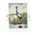 Cape Crowned Crane, Book Illustration (Print), ...