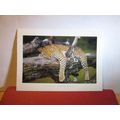 LEOPARD, SOUTH AFRICA used postcard 2003 pm =