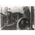 PHOTOGRAPH - ROAR (1981) (2)