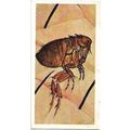 Wonders of Wildlife 1976 Brooke Bond Tea Card 3...