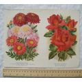 1940 Amateur Gardening illustration - Pyrethrum...
