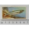 1935 Players Sea Fishes No. 11 Sprat
