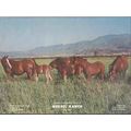 mekeel ranch 1972 young arabians for sale eques...