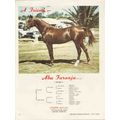 faith duvall 1972 abu faranja tabanja night win...