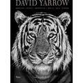 David Yarrow Photography Americas Africa Antarctica Arctic Asia Europe