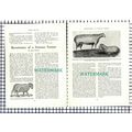(8090) John Ellman Hartfield Farmer - 1953 Article