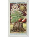 1924 Wills Flowering Trees & Shrubs No. 15 Hors...