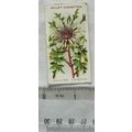 1913 Wills, Alpine Flowers No. 47 Cauline Thistle