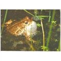 Amphibian - Natterjack Toad - WWT postcard