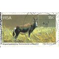 SOUTH AFRICA, MAMMAL, Bontebok, Damaliscus dorc...