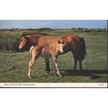 GB Postcard 1967 - Mare & Foal, New Forest Poni...