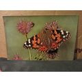 PAINTED LADY BUTTERFLY unused vintage postcard ...