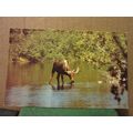 A MOOSE, B.C. CANADA unused postcard