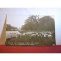 A FLOCK OF SHEEP unused antique postcard RP =