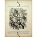 Common Squirrel, Natural History Book Illustrat...