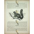 Black Fox Squirrel, Natural History Book Illust...