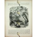 Burrows Of Prairie Dog, Natural History Book Il...