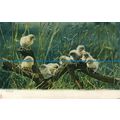 R137836 Chicks. Tuck. Animal Life. No 1415