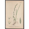 MEADOW FESCUE-GRASS, VAR. B 1872 John Edward So...