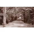 Bournemouth Road New Forest Antique Mint Real P...