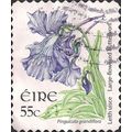 EIRE, FLOWERS, Large Flowered Butterwort (small...