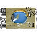 TANZANIA, FISH, Powderblue surgeinfish, gold 19...