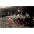 Agriculture - Hay Making - RP - p/u 1905