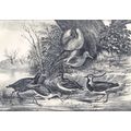 GROUP OF FEN & MOOR BIRDS 1890 Water Hen - Curl...