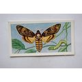 1958 Swettenham tea card Butterflies & Moths No...