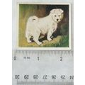 1936 Godfrey Phillips Our Puppies No. 22 The Sa...