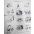 1890 Naturgeschichtliches Alphabet - Münchener ...