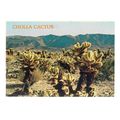 CHOLLA CACTUS, vintage unused postcard.. Southw...