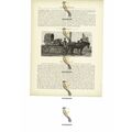 Telega, Russian Caucasus, Book Illustration (Pr...
