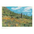 ORGANPIPE AND POPPIES vintage unused postcard.S...