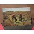 NEW FOREST PONIES, used postcard by J Salmon. 1...