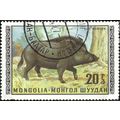 MONGOLIA, MAMMAL, Wild Boar, Sus scrofa, yellow 1970, 20mongo