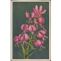 Lis Martagon - Lilium Martagon, c.1940s - Stehl...