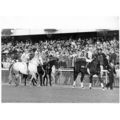 DVD - JOHN HENRY 1983 JCGC & Arlington Million ...