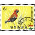 GHANA, BIRD, Fire-crowned Bishop, Euplectes hor...