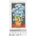 1925 Wills Flower Culture in Pots No. 17 Star C...