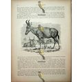 Rubaline Antelope, Natural History Book Illustr...