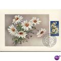 San Marino Postcard 1958 - Daisies