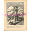 Frilled Lizard, Victorian Natural History Book ...