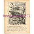 Chamaeleon, Victorian Natural History Book Illu...