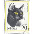 POLAND, CAT, European domestic cat, yellow 1964...